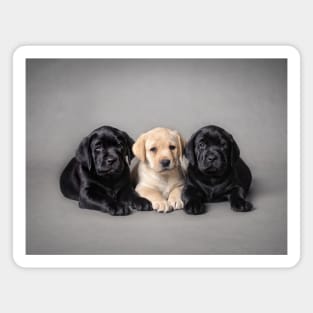 Labrador retriever puppies Magnet